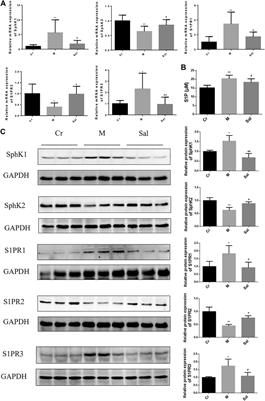 Salidroside Inhibits CCl4-Induced Liver Fibrosis in Mice by Reducing Activation and Migration of HSC Induced by Liver Sinusoidal Endothelial Cell-Derived Exosomal SphK1